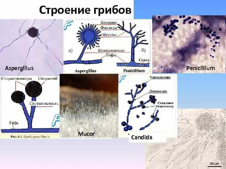 Низшие грибы строение. Низшие грибы строение