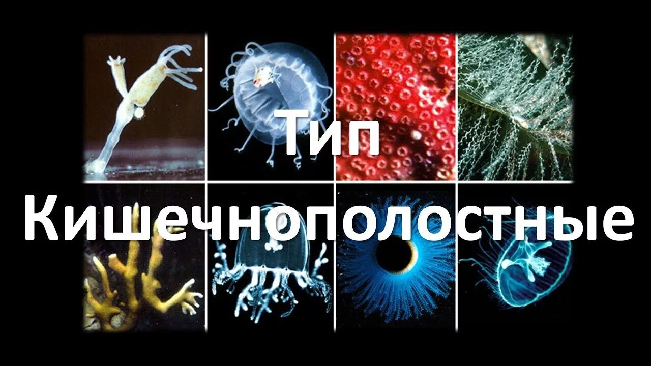 Млекопитающие хрящевые рыбы кишечнополостные членистоногие приматы. Тип кишечнополостные 7 класс биология. кишечнополостные егэ биология. кишечнополостные для огэ по биологии. кишечнополостные егэ.