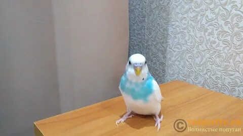 Человеческий возраст волнистого попугая
