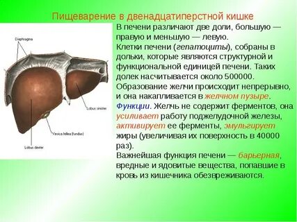 Какова роль печени в пищеварении