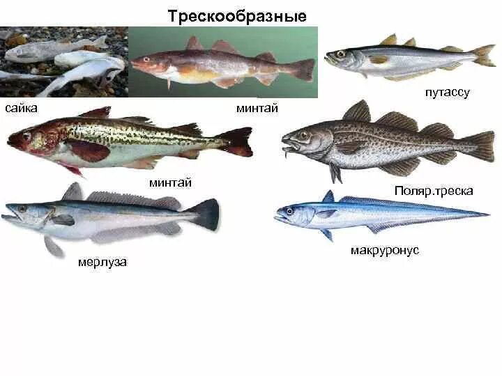 Семейства рыб список. Рыба семейства тресковых. виды рыб семейства тресковых. отряд тресковые представители. представители семейства тресковых.