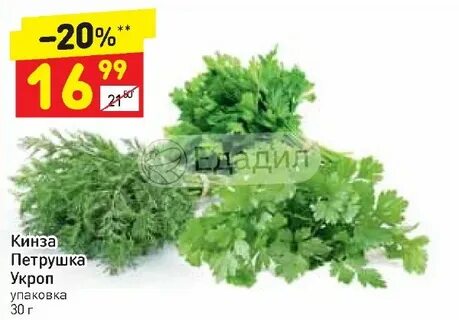 Кинза и петрушка как отличить