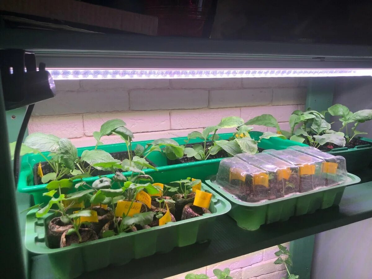 Фитолампа f4054. Фитолампа "здоровья клад" 9вт. Фитолампа 10 ватт для растений. Фитолампа светодиодная general 14w. Фитолампа спектр цветов.