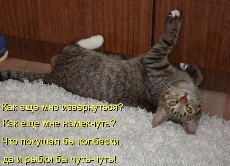 Возвращение блудного попугая вовка. Как звали хозяйку на дне. Хозяйке на заметку мем. Том и джерри хозяйка. Прости меня зайка.