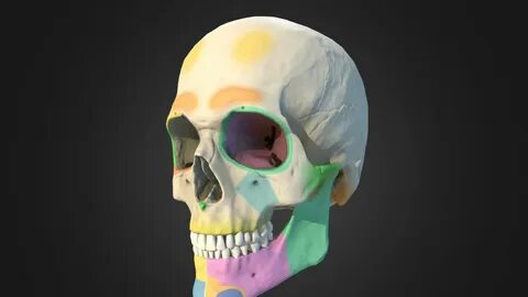 p03 Skull - 3D model by Anatomy Next (@a4s) .