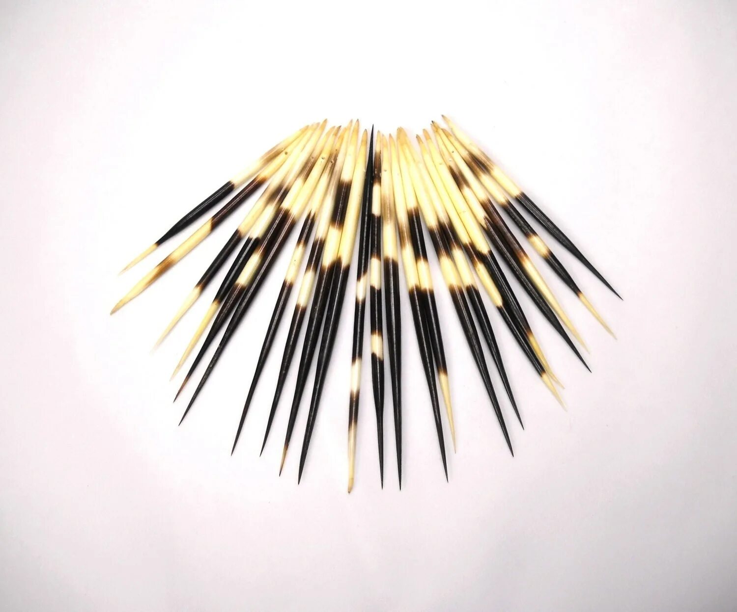 Африканский хохлатый дикобраз. Дикобразы в израиле. Игла дикобраза. Поплавок игла дикобраза. Дикобраз иглы ружье.