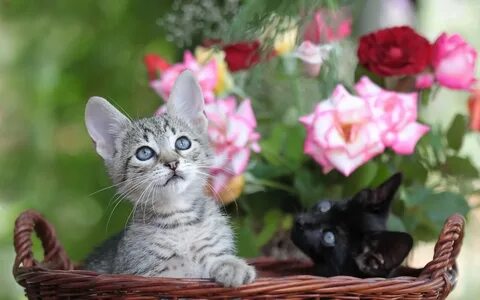 Обои кошечки