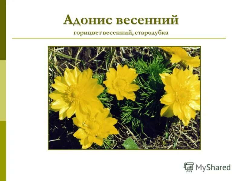 Адонис красная книга