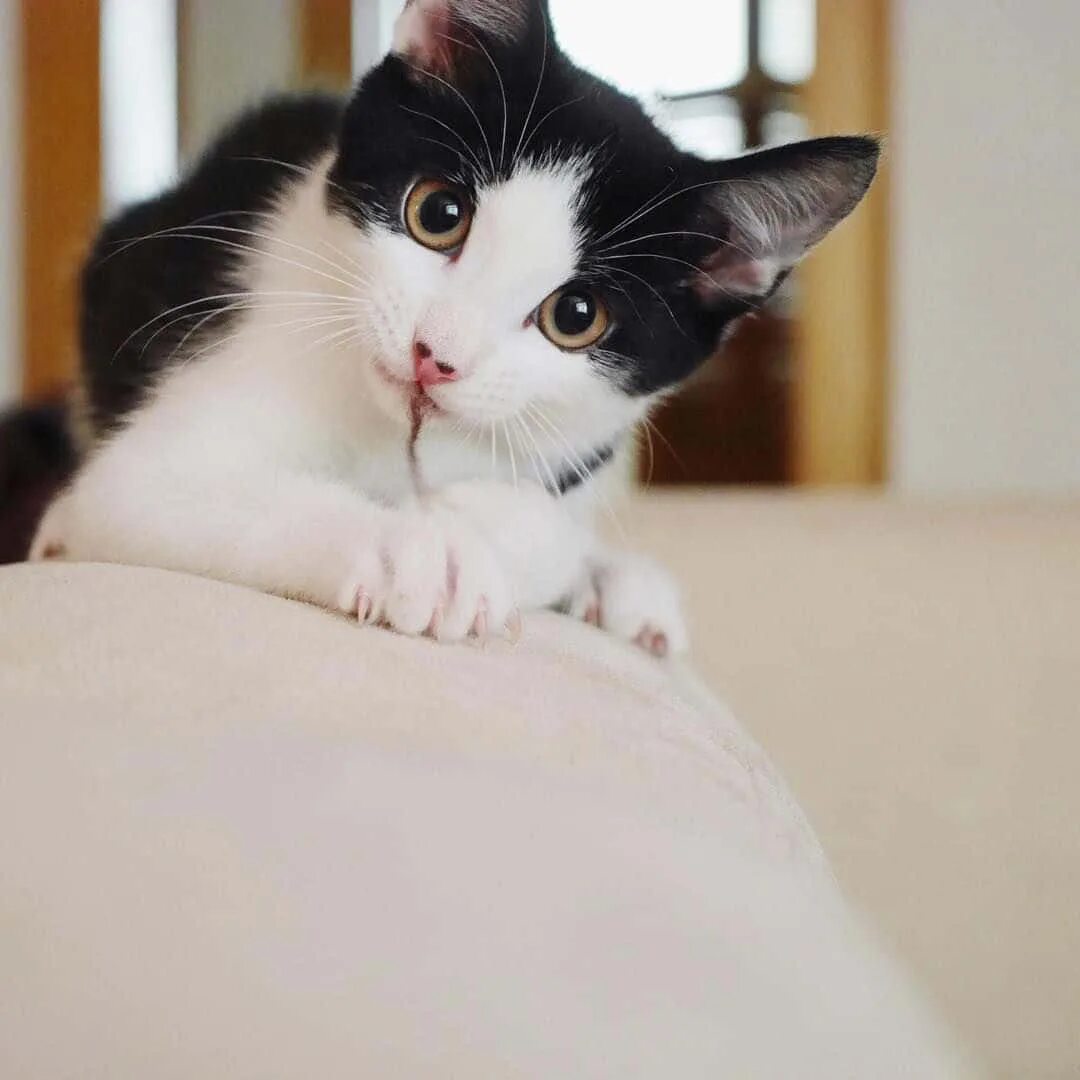 Tuxedo cat. Tuxedo порода кошек. такседо порода кошек. тукседо кот порода. смокинг кошка.