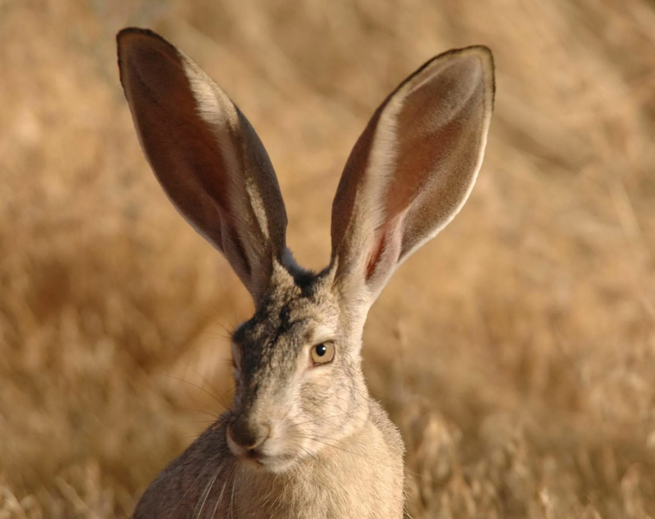 Rabbit eared