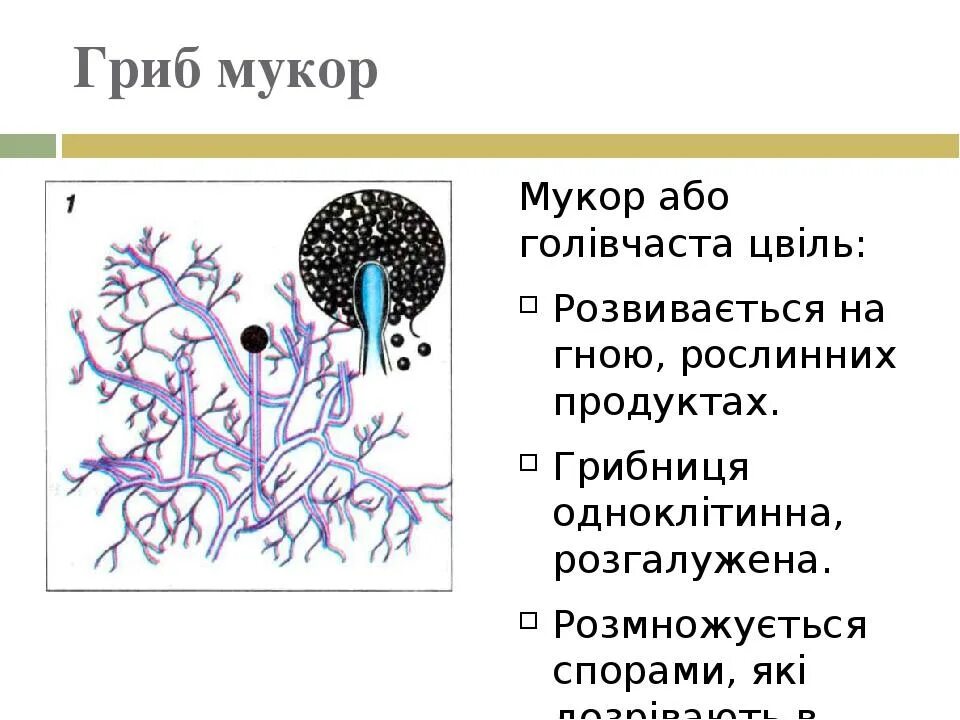 Мукор тело. Строение гриба рода Mucor. Плесневый гриб мукор его части. Плесневый гриб мукор строение. Мукор кистевидный.