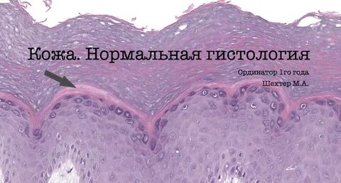 Гистология кожи