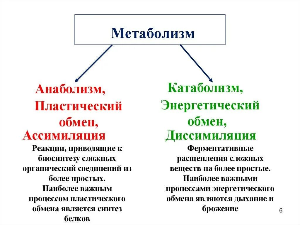 Подготовительный этап пластического обмена