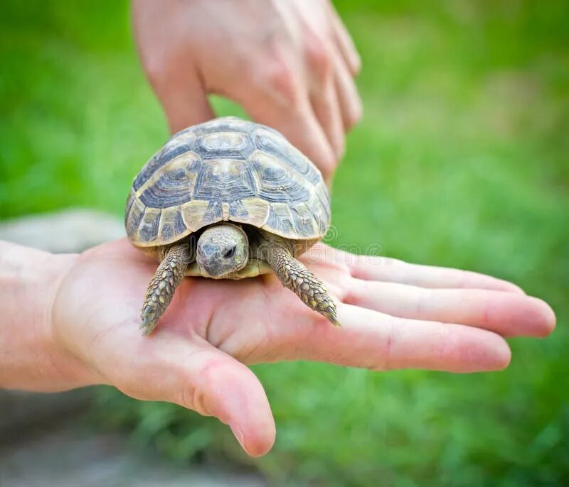Make the turtle