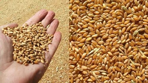 Зерновая фирма. Пшеница зерно Россия. Grain Rus товары.