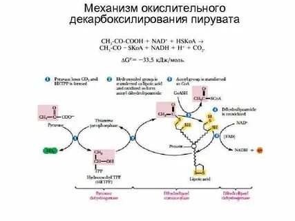 Последовательность энергетического обмена образование пировиноградной кислоты