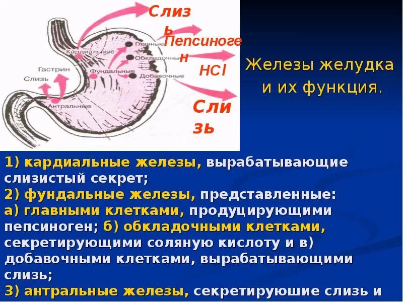 Обкладочные клетки желудка вырабатывают. Фундальные железы желудка секретируют. Секреторные клетки желудка вырабатывают. Локализация клеток желудка.