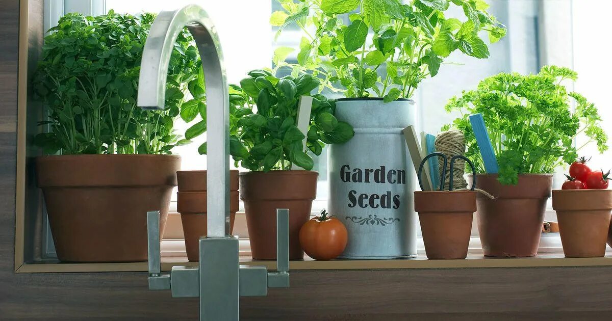 Grow kitchen. Растения для кухни в горшочках съедобные. Vegetable Garden on the windowsill. 8 Идеальных растений для кухни. Кухонное растение любит тепло со стрелками.