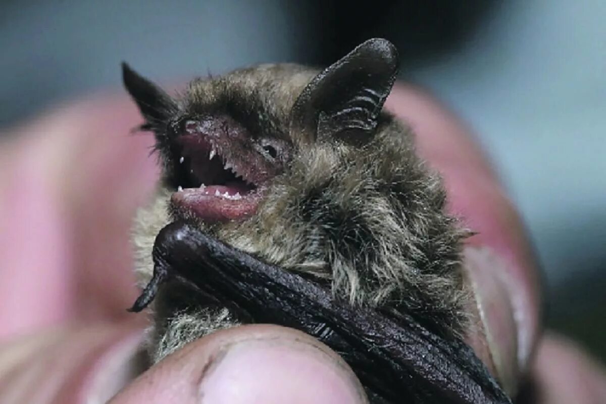 кожаный нетопырь. кожановидный нетопырь. нургуш летучая мышь. летучая мышь нетопырь натузиуса. нетопырь лесной (pipistrellus nathusii).