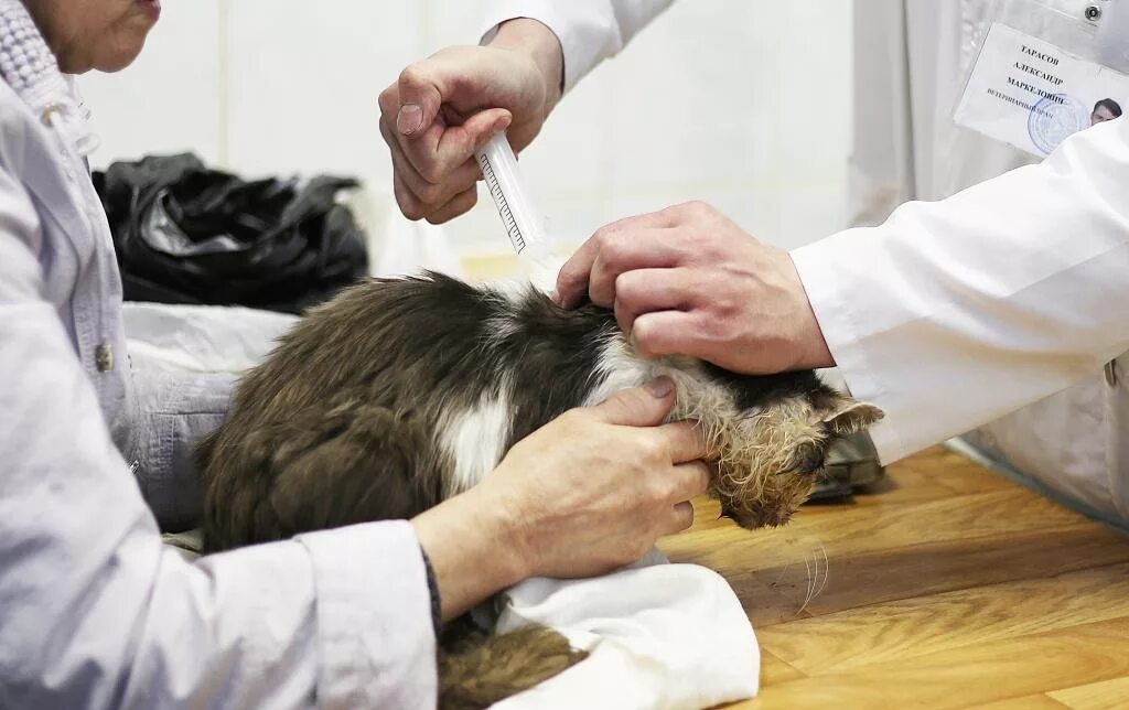 Усыпление животных в ветклинике. Кремация котов