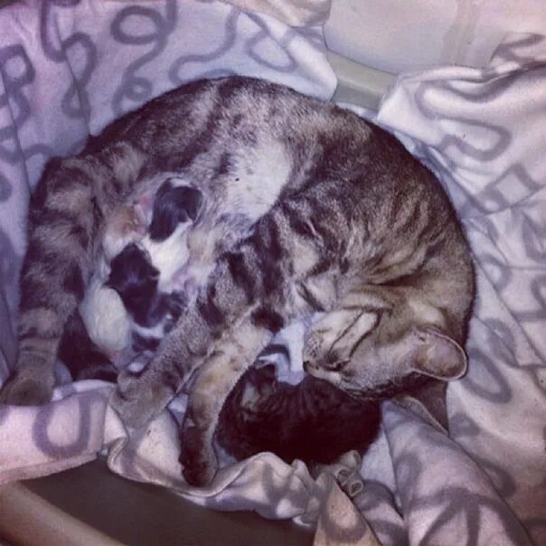 Кошка дана фото Thor the Bengal Cat is Fierce and Absolutely Stunning Bengal cat, Bengal kitten,