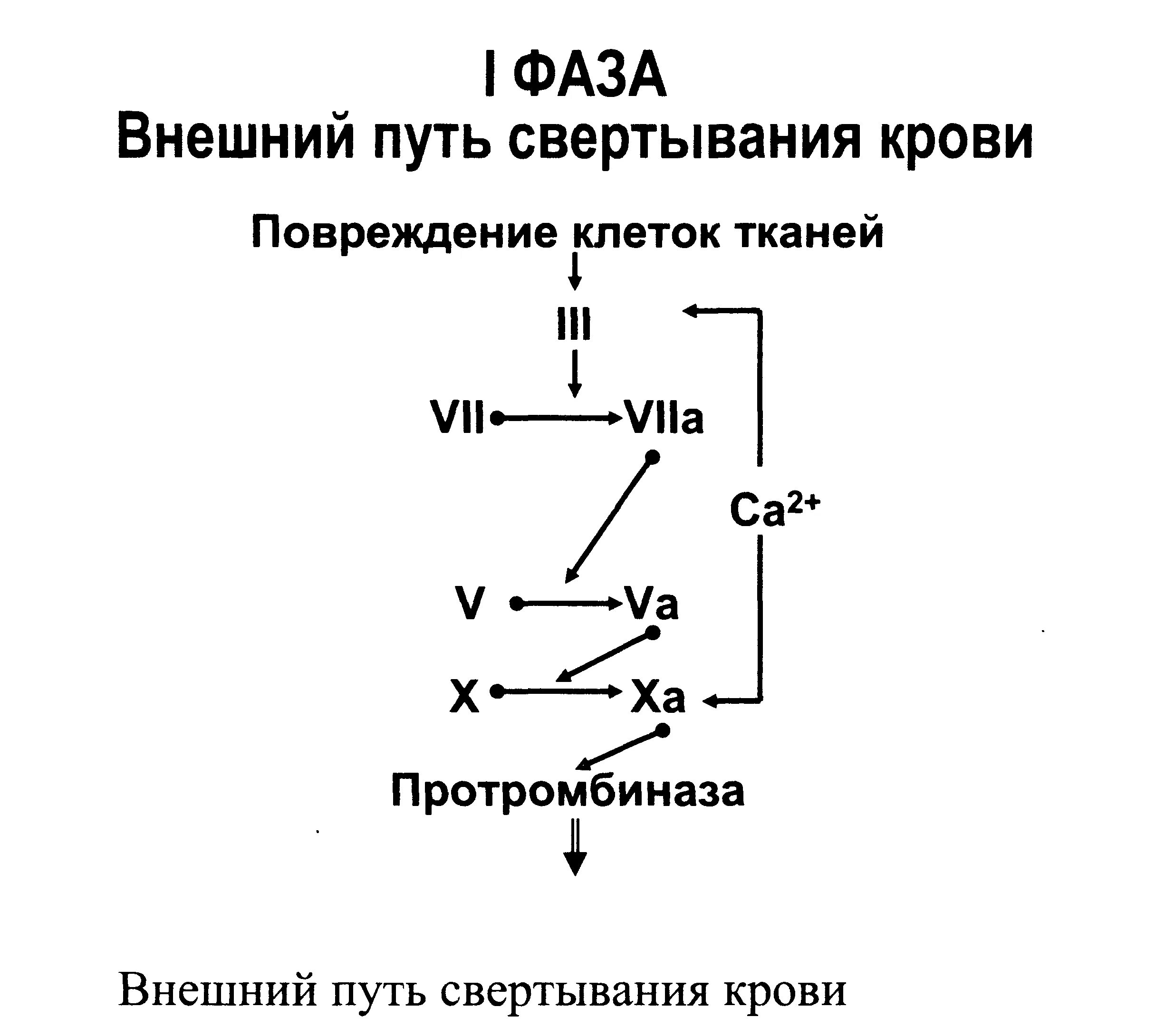 49. Процесс свертывания крови. Гемокоагуляция (собственно свертывание крови)