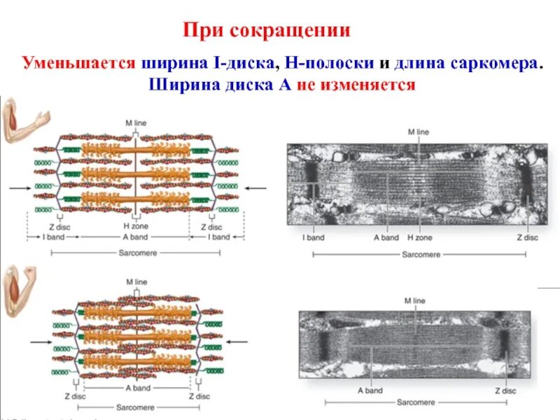 Сокращение саркомера. Саркомер при сокращении. Сокращение мышц саркомер. Н зона саркомера при сокращении. Изменение длины саркомера при сокращении это.