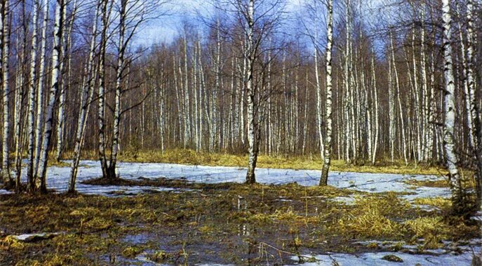 Звуки весеннего леса для детей. Лес ранней весной. Весенний лес. Весенний лес для детей.