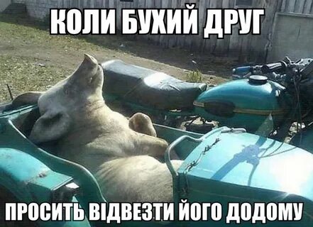 Свинья в люльке и каске