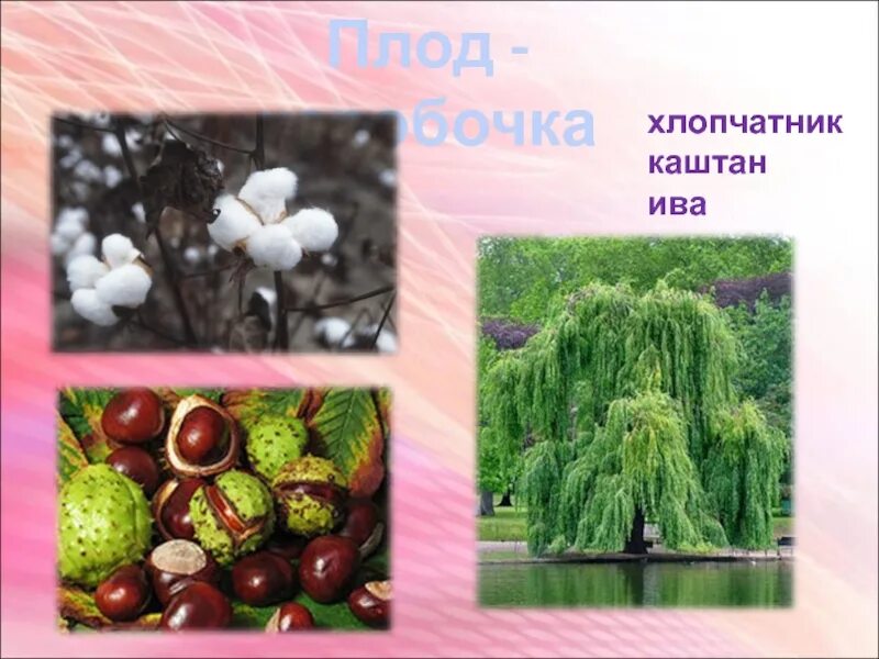 Значения плодов и семян в природе. Плод ивы коробочка. Ива плоды и семена. Строение плодов ивы. Семена ивы.