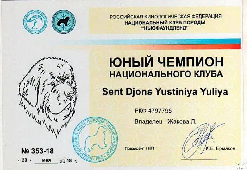 Юный чемпион. Нкп доберман. Юный чемпион. Молодые чемпионы. Юный чемпион.