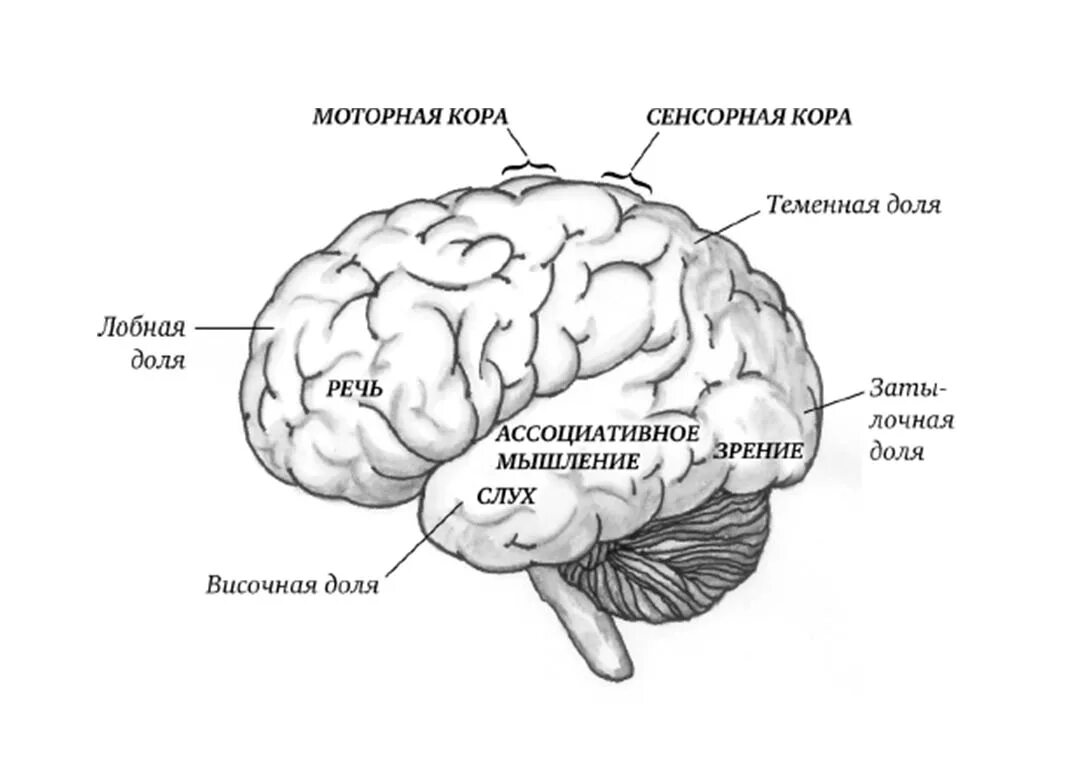 Моторные зоны мозга