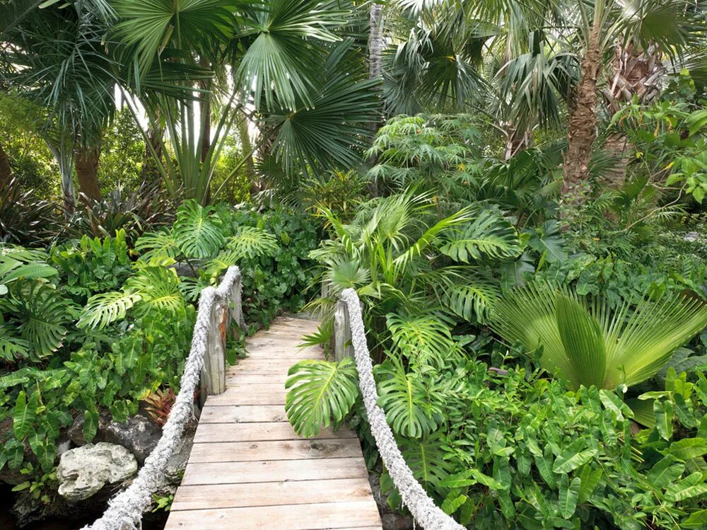 Ботанический сад Синлун. Ботанический сад Харрисона Смита. Tropical Garden Чакви. Тропический лес в Майами.