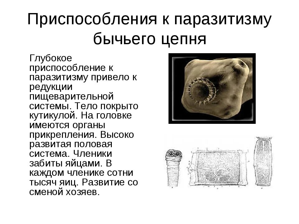 Бычий цепень приспособление к среде