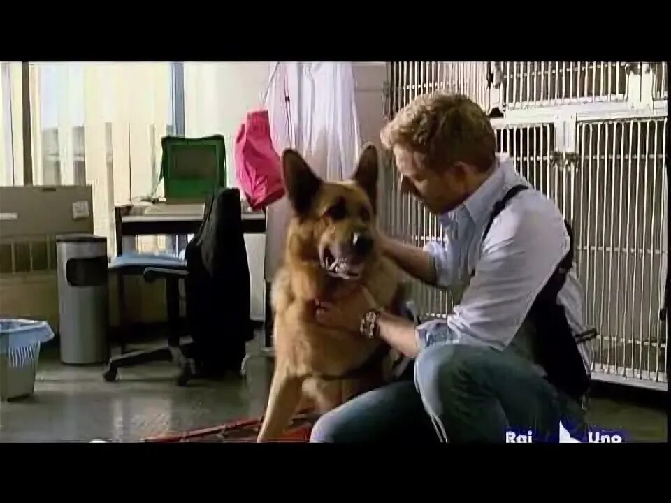 Тобиас моретти комиссар рекс. Комиссар рекс 12. Комиссар рекс 12. Комиссар рекс 12. Тобиас моретти комиссар рекс.