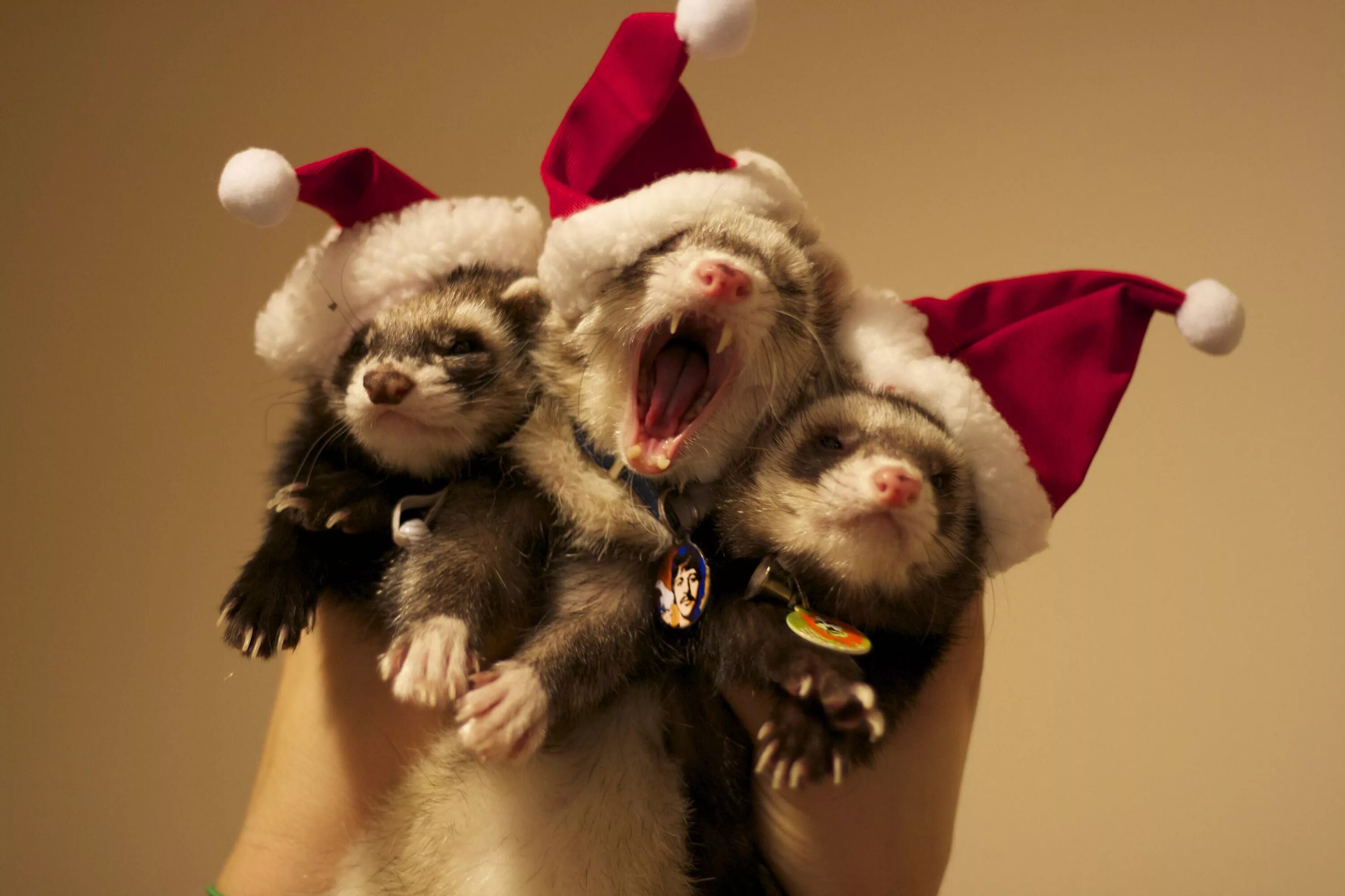 Pin von lizuca auf Animali natalizi Hund weihnachten, Weihnachtshund, Hunde welp