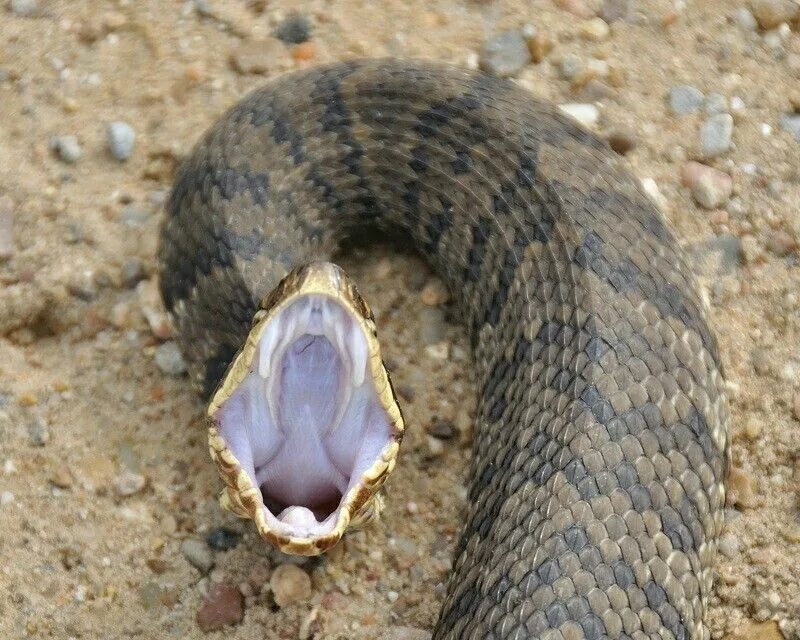 Змей казахстана. Water Moccasin змея. Змеи Казахстана фото. Мост змеи Казахстана. Cottonmouth Snake.