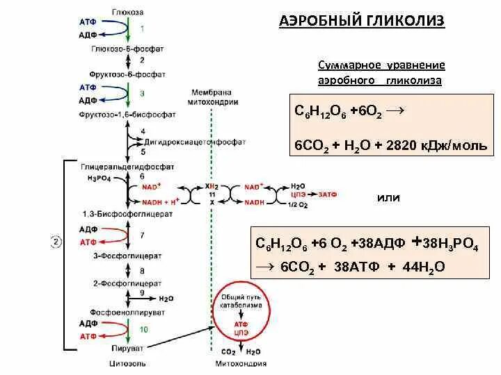 Активация глюкозы с затратой атф. Схема гликолиза первый этап окисления Глюкозы. Гликолиз Глюкозы схема. Аэробный гликолиз биохимия схема. Аэробный гликолиз схема процесса.