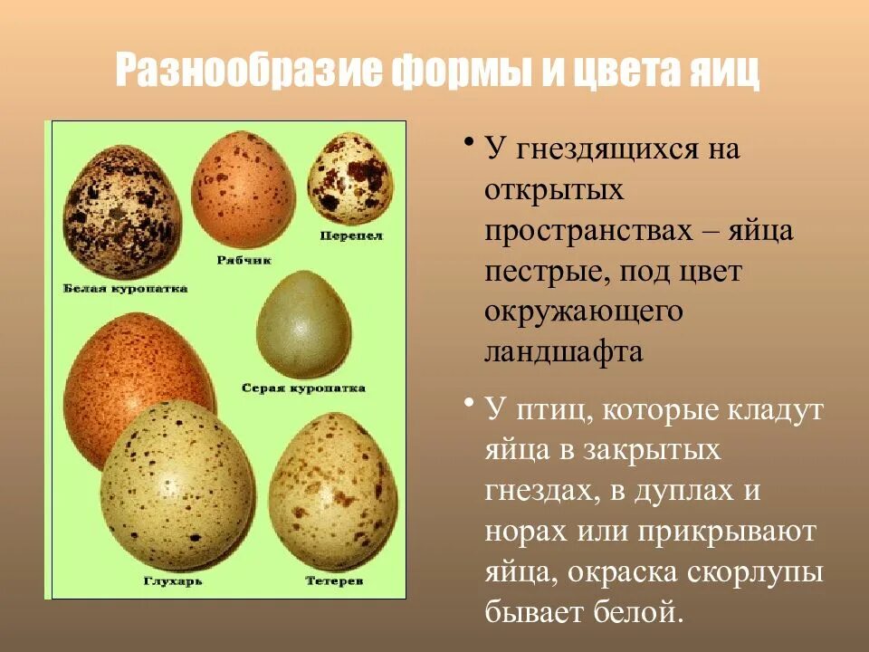Разнообразием форм размеров и. Разнообразие формы и цвета яиц. яйца птиц. яйца птиц презентация. форма яиц птиц.