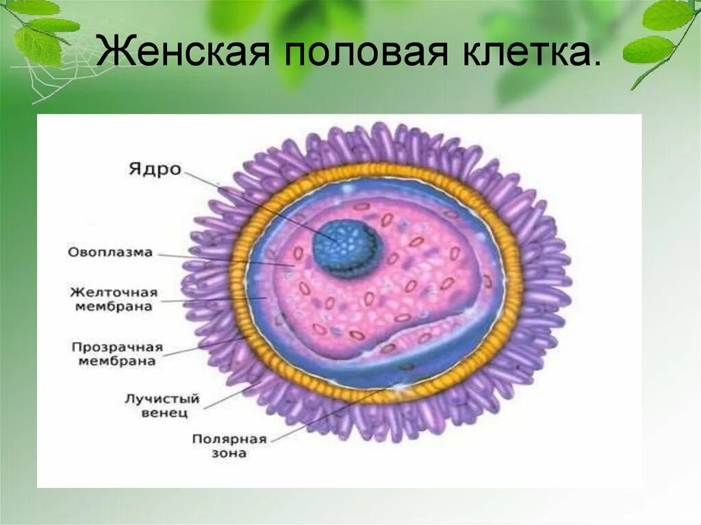 Название женской половой клетки. Яйцеклетка строение рисунок. Строение яйцеклетки животных. Женская половая клетка. Строение женской половой клетки.