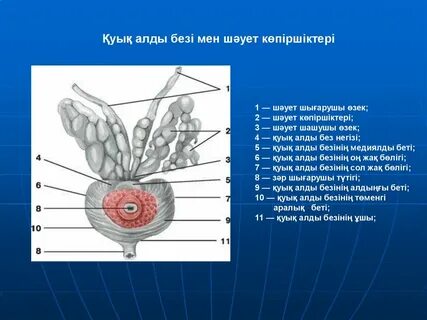 Мен досымның үйіне келдім, үйде оның анасы ғана болды. Порно.