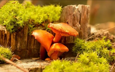 Самые разные грибы
