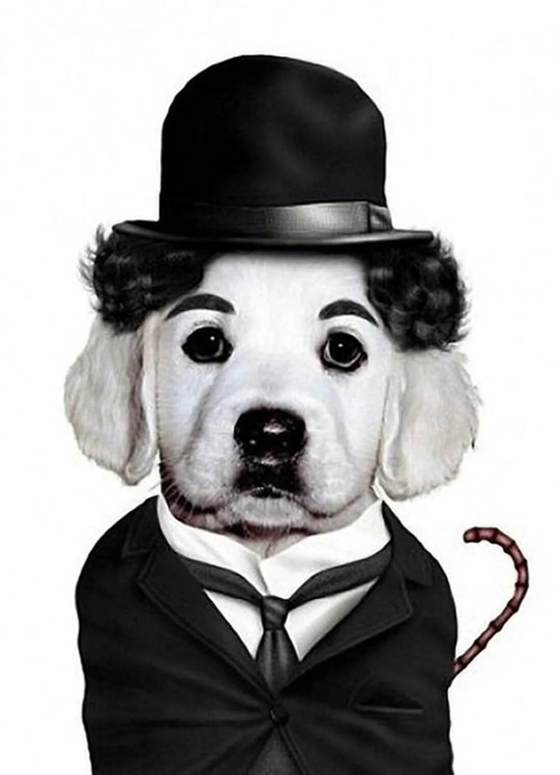 Животные шляпа. Животные в костюмах. Собака в шляпе. Портрет собаки в костюме. Собака джентльмен.