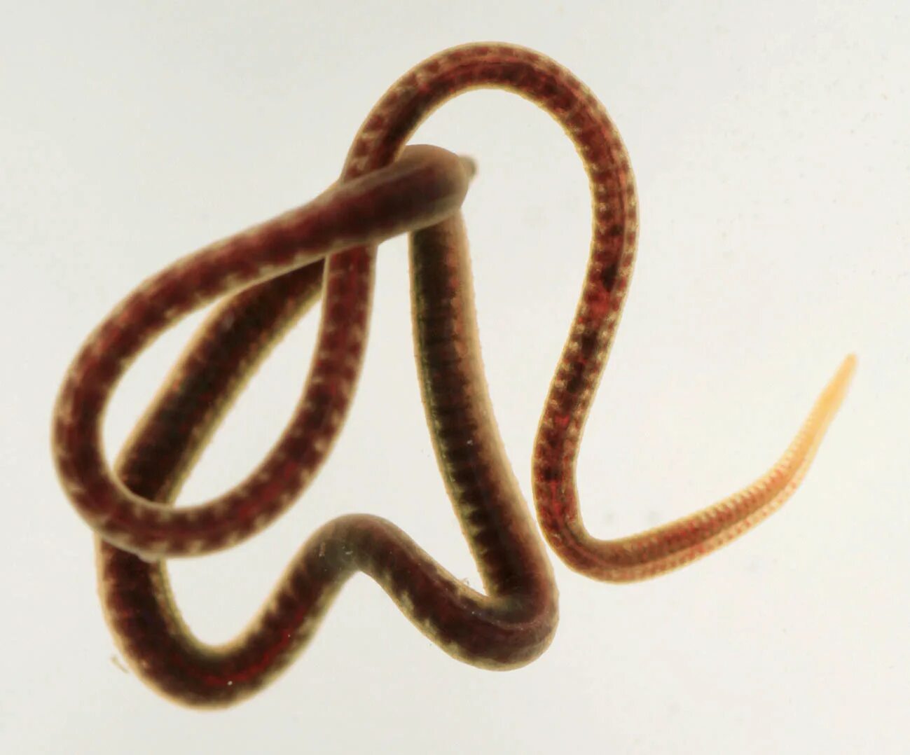 Лестничные черви. Limnodrilus hoffmeisteri. Малощетинковые черви трубочник.