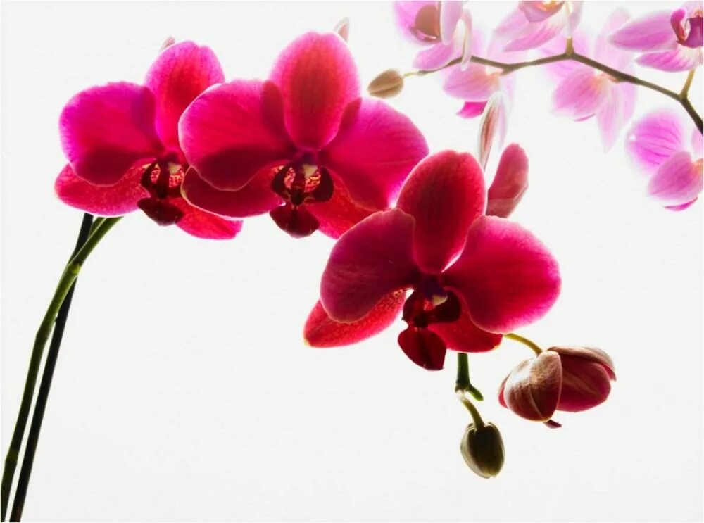 Pin su Art Inspiration - Flowers Fiori orchidea, Orchidee viola, Orchidea