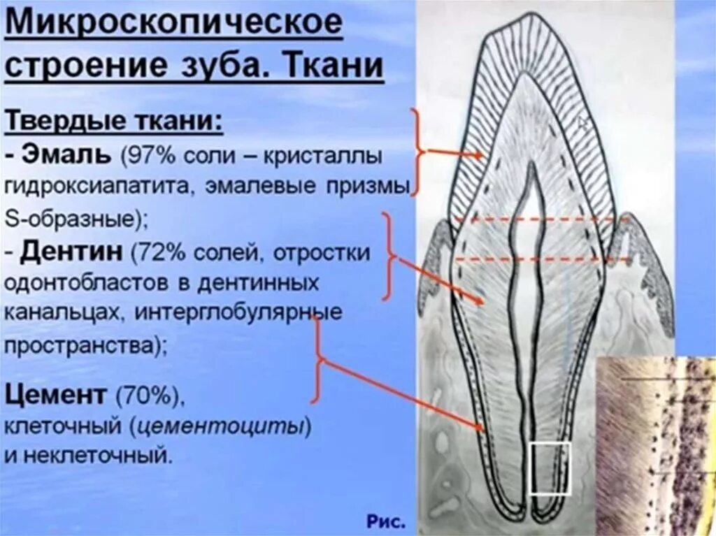 Строение твердых тканей зубов. Анатомия и строение тканей зуба. Функции тканей зубов