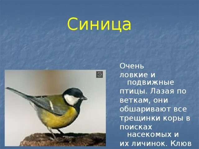 Синичка описание серий. Синица клюв приспособления. Описание синицы. Строение клюва синицы. Внешний вид синицы.