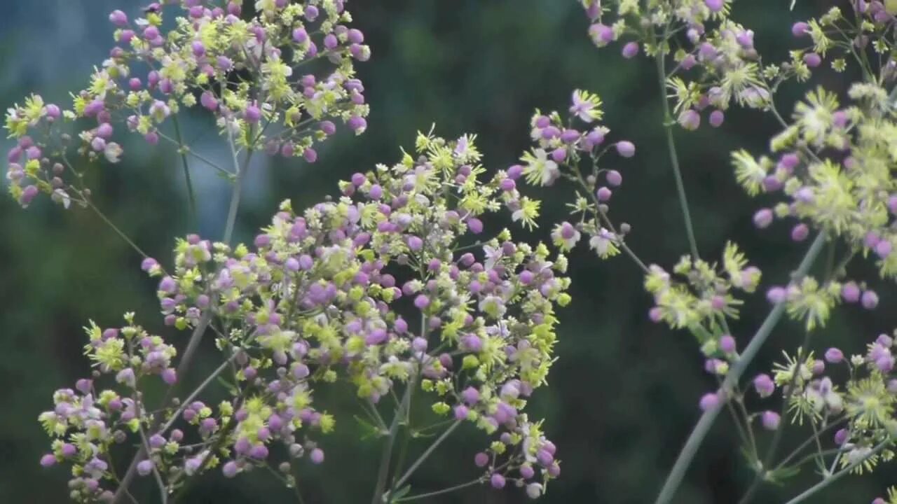 Василистник Элин (Thalictrum Elin). Василистник Альпийский. Василистник Thalictrum flavum glaucum. Василистник гибридный Elin. Василистник семена купить