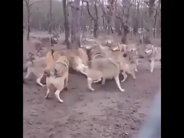 Якутия стая из 400 волков. Спасатель приморский край. Белый медведь залез в автобус. Якутия нападение. Якутия собаки.