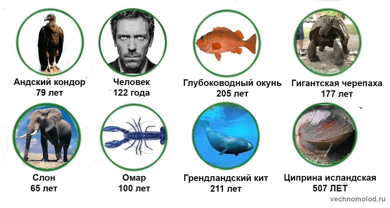 Возраст жизни человека на земле. Продолжительность жизни организмов. Периоды жизни животных. Кто дольше живет из животных. Кто сколько живет.